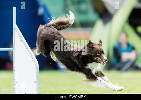 Border Collie saltando un ostacolo in un ostacolo corso di agilità. Germania Foto Stock