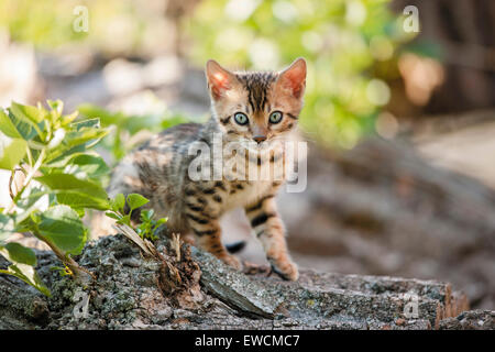 Gatto bengala. Gattino seduto sul tronco di un albero in un giardino. Germania Foto Stock