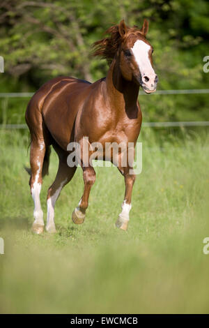 American Paint Horse. Skewbal stallone al galoppo su un pascolo. Austria Foto Stock