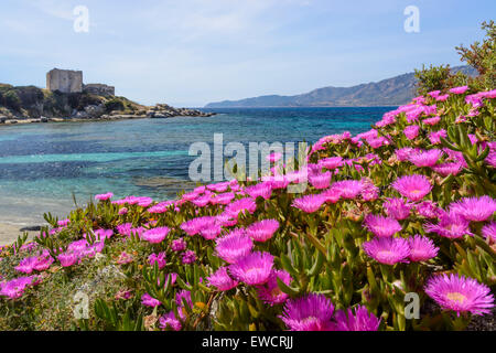 Blooming sally-my-bello Foto Stock