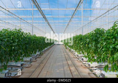 Coltivazione di peperoni verdi in una serra commerciale nei Paesi Bassi Foto Stock