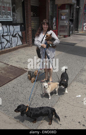 Donna con 6 cani passeggiate sulla 1st Avenue nella zona est di Greenwich Village, Manhattan, New York City. Foto Stock