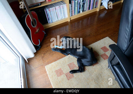 Il labrador nero cucciolo giocare con un giocattolo di osso a casa Foto Stock