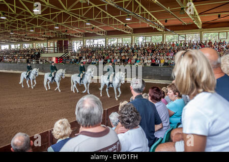 Lipizzani esecuzione di cavalli a Lipica Stud Farm. La Slovenia Foto Stock