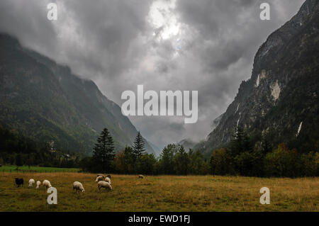 Pecore al pascolo in Soca valley. La Slovenia Foto Stock