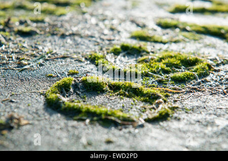 Moss coperte gravi pietra nei motivi di Southwell Minster nel Nottinghamshire, England Regno Unito Foto Stock