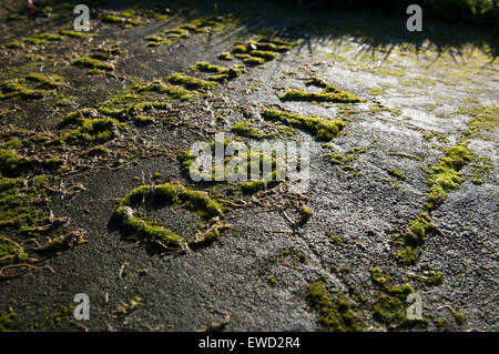 Moss coperte gravi pietra nei motivi di Southwell Minster nel Nottinghamshire, England Regno Unito Foto Stock