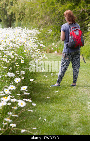 Donna che guarda a masse di Oxeye margherite, Leucanthemum vulgare, crescendo in estate in Dorset Foto Stock