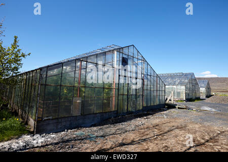 Serre riscaldate con energia geotermica per la coltivazione di pomodori Hveragerdi Islanda Foto Stock