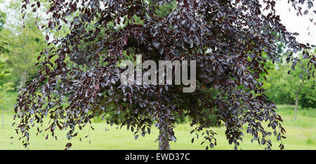 Fagus sylvatica purpurea. Il rame faggio Panoramic Foto Stock