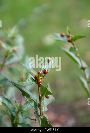 Coccinelle clustered su foglie di una pianta. Foto Stock