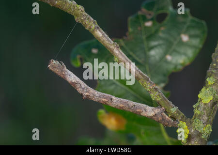 In quercia pallido bellezza, Caterpillar, mimesi, Aschgrauer Baumspanner, Rindenspanner, Raupe, Mimese, Tarnung, Hypomecis punctinalis Foto Stock