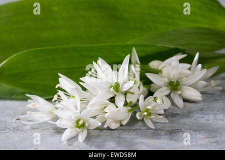 Il legno di aglio, Wood-Garlic, Bärlauch, Bär-Lauch, Ernte, in Korb, Allium ursinum, Ramsons, L'ail des nostro, ail sauvage Foto Stock