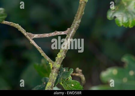 In quercia pallido bellezza, Caterpillar, mimesi, Aschgrauer Baumspanner, Rindenspanner, Raupe, Mimese, Tarnung, Hypomecis punctinalis Foto Stock