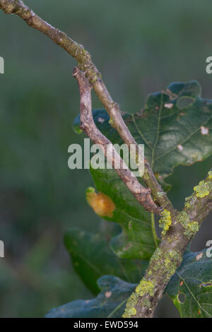 In quercia pallido bellezza, Caterpillar, mimesi, Aschgrauer Baumspanner, Rindenspanner, Raupe, Mimese, Tarnung, Hypomecis punctinalis Foto Stock