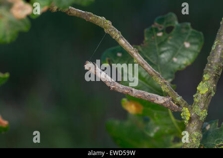 In quercia pallido bellezza, Caterpillar, mimesi, Aschgrauer Baumspanner, Rindenspanner, Raupe, Mimese, Tarnung, Hypomecis punctinalis Foto Stock