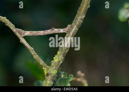 In quercia pallido bellezza, Caterpillar, mimesi, Aschgrauer Baumspanner, Rindenspanner, Raupe, Mimese, Tarnung, Hypomecis punctinalis Foto Stock