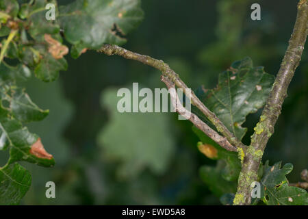 In quercia pallido bellezza, Caterpillar, mimesi, Aschgrauer Baumspanner, Rindenspanner, Raupe, Mimese, Tarnung, Hypomecis punctinalis Foto Stock