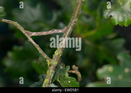 In quercia pallido bellezza, Caterpillar, mimesi, Aschgrauer Baumspanner, Rindenspanner, Raupe, Mimese, Tarnung, Hypomecis punctinalis Foto Stock