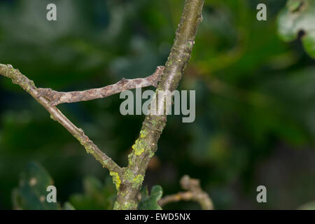 In quercia pallido bellezza, Caterpillar, mimesi, Aschgrauer Baumspanner, Rindenspanner, Raupe, Mimese, Tarnung, Hypomecis punctinalis Foto Stock