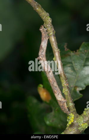 In quercia pallido bellezza, Caterpillar, mimesi, Aschgrauer Baumspanner, Rindenspanner, Raupe, Mimese, Tarnung, Hypomecis punctinalis Foto Stock