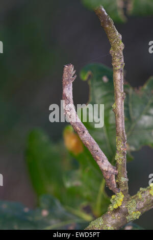 In quercia pallido bellezza, Caterpillar, mimesi, Aschgrauer Baumspanner, Rindenspanner, Raupe, Mimese, Tarnung, Hypomecis punctinalis Foto Stock