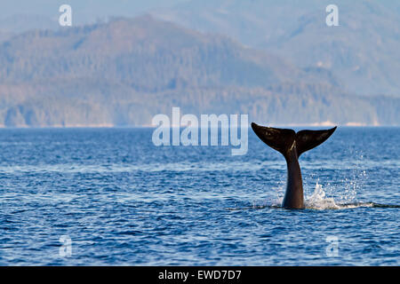 Transitori balene killer (orca, Orcinus orca, T30's & T137's) dopo l uccisione di un leone di mare off Malcolm isola vicino a Donegal Testa, Brit Foto Stock