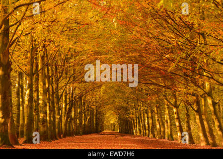 Lane attraverso i faggi in una foresta in autunno colori con foglie cadute a terra. Foto Stock