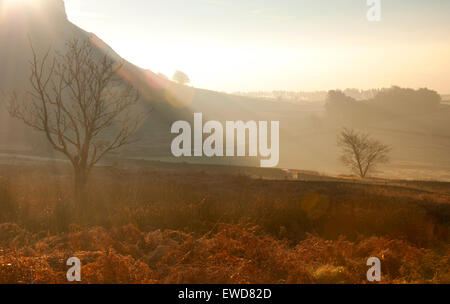 Alberi bagnata in mattina presto luce alla scarafaggi in Staffordshire, Peak District Inghilterra REGNO UNITO Foto Stock
