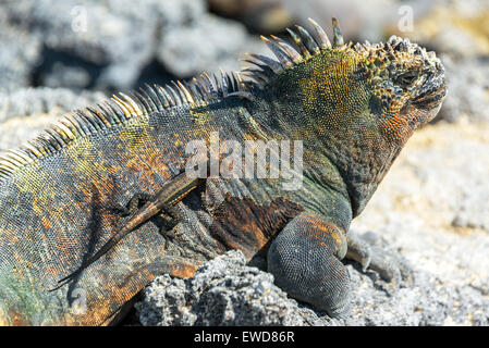 Lucertola di lava in piedi su un Marine Iguana sul Fernandina Island nelle isole Galapagos Foto Stock