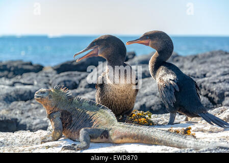 Due flightless cormorani e un marine iguana sul Fernandina Island nelle Isole Galapagos in Ecuador Foto Stock