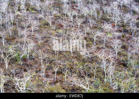 Dead alberi sfrondato su una collina su Isabela Island nelle isole Galapagos Foto Stock