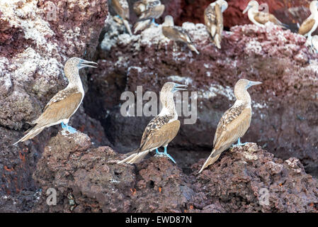 Tre blu footed boobies su una roccia su Isabela Island nelle Isole Galapagos in Ecuador Foto Stock