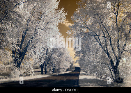 La fotografia a raggi infrarossi, la strada tra bianco alberi coperti di una buona luce Foto Stock