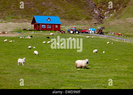 Gregge di pecore islandese sulla piccola fattoria rurale Islanda meridionale Foto Stock