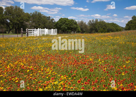La molla fiori selvatici, LBJ Ranch parco storico, Stonewall, TX Foto Stock