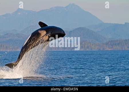 Transitori balene killer (orca, Orcinus orca, T30's & T137's) dopo l uccisione di un leone di mare off Malcolm isola vicino a Donegal Testa, Brit Foto Stock