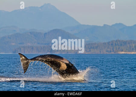 Transitori balene killer (orca, Orcinus orca, T30's & T137's) dopo l uccisione di un leone di mare off Malcolm isola vicino a Donegal Testa, Brit Foto Stock