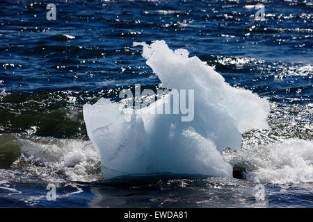 Bianco e nero iceberg galleggianti in Jokulsarlon laguna glaciale Islanda Foto Stock