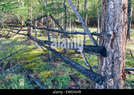 Russia, Yakutia. Il recinto dei poli nel bosco per cervi non andrà perduto. Foto Stock