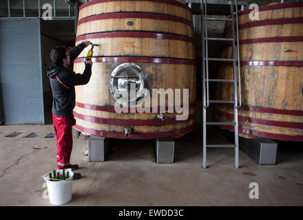 (150623) -- MAIPU, 23 giugno 2015 (Xinhua) -- Immagine presa il 22 giugno 2015 mostra un dipendente il riempimento di una bottiglia di vino da uno della quercia cisterne di fermentazione del vino azienda Bodegas Trapiche, nella città di Maipú, provincia di Mendoza, Argentina. Bodegas Trapiche, fondata nel 1883, è riconosciuto come un marchio Pioneer in aspetti quali l'introduzione di vitigni francesi, alla produzione di vini varietali, l' importazione di botti di rovere provenienti dalla Francia e l'uso di serbatoi in acciaio inox. Secondo Valentin Gonzalez, direttore della regione asiatica di Bodegas Trapiche, la società attualmente ha un ufficio a Foto Stock