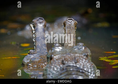 Gharial (Gavialis gangeticus), sa anche come la gavial Foto Stock