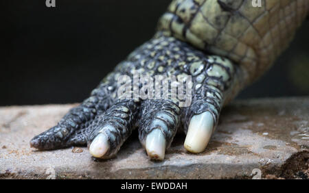 Gharial (Gavialis gangeticus), sa anche come la gavial, vista a mano Foto Stock