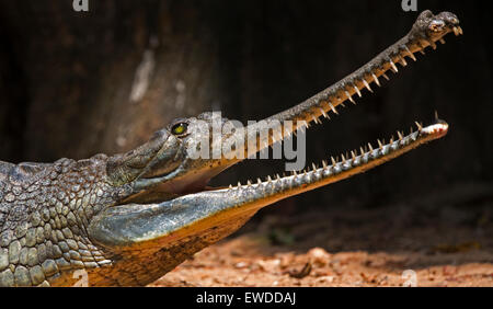 Gharial (Gavialis gangeticus), sa anche come la gavial Foto Stock