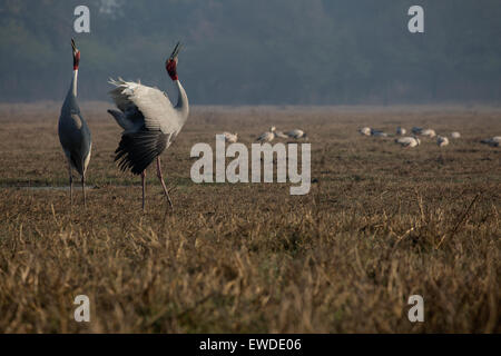 Una gru Sarus coppia effettua chiamate con altri uccelli in background guardando Foto Stock