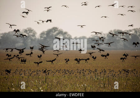 Gli uccelli volare al parco nazionale di Keoladeo Foto Stock