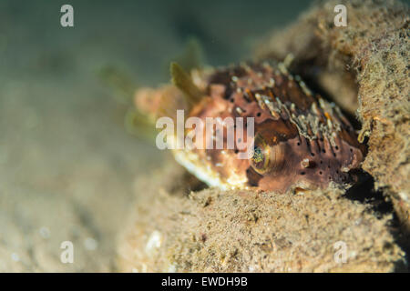 Porcupine pufferfish cercando di trovare un buon posto per nascondere Foto Stock