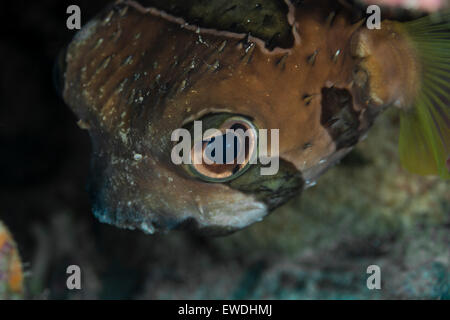 Close-up di un porcospino pufferfish Foto Stock