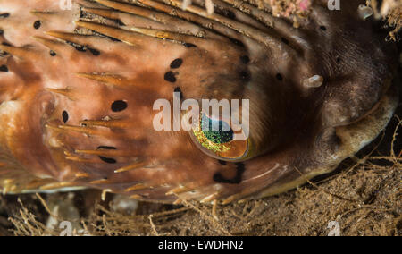 Ritratto di un porcospino pufferfish Foto Stock