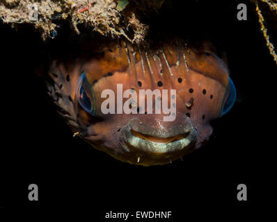 Close-up di un porcospino pufferfish Foto Stock